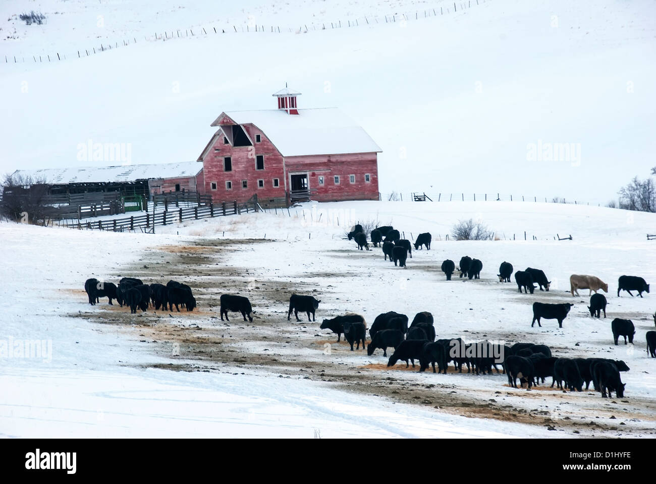 Cattle feeding by a barn in winter on a ranch in Northeast Oregon. Stock Photo