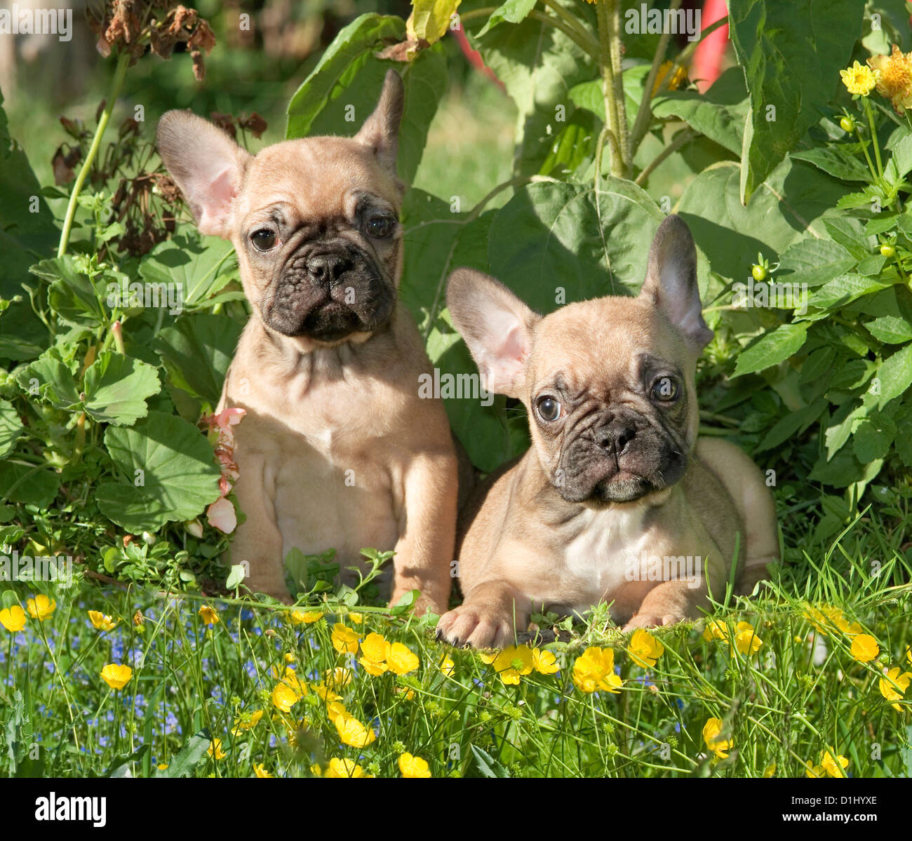 Portrait of young French Bulldogs Stock Photo
