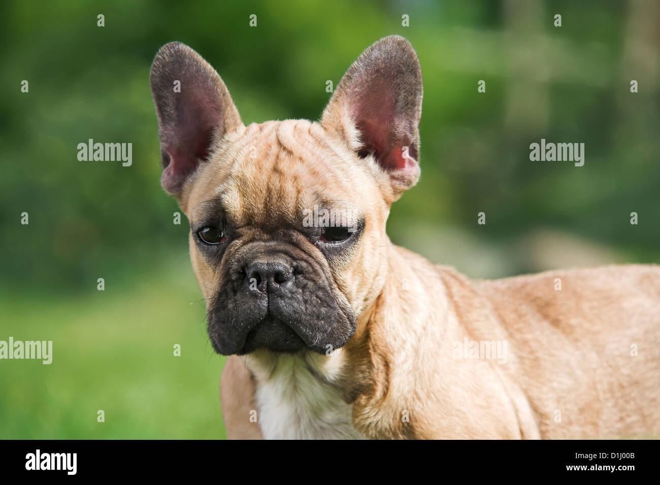 Portrait of French Bulldog Stock Photo
