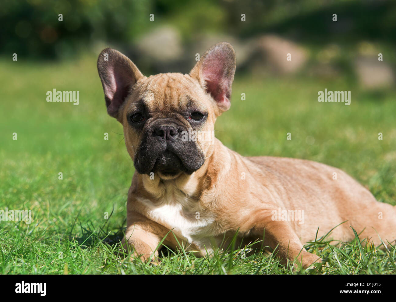 Portrait of French Bulldog Stock Photo