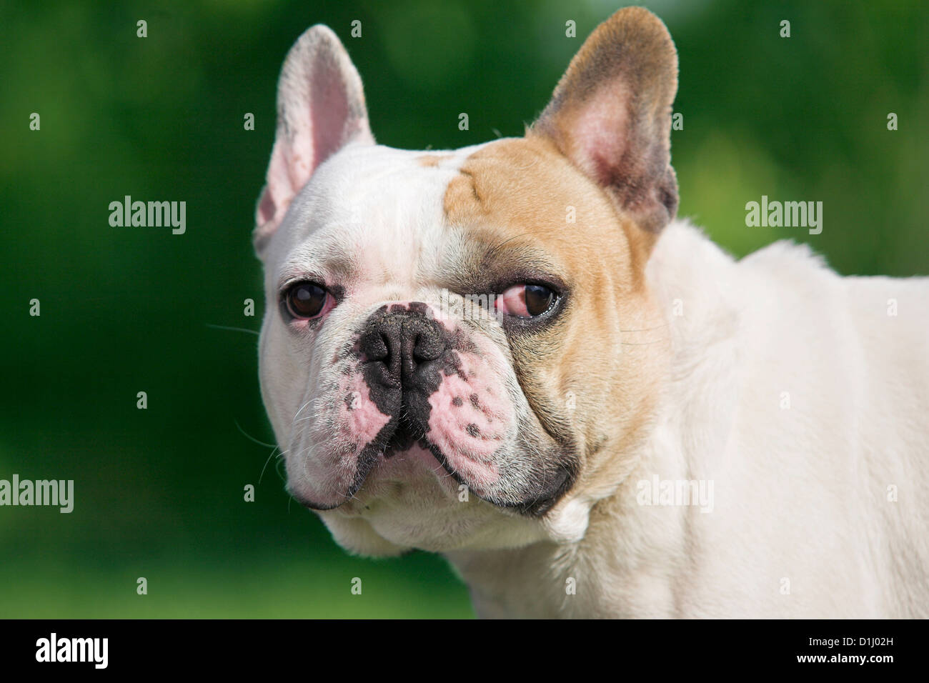 Portrait of French Bulldog Stock Photo