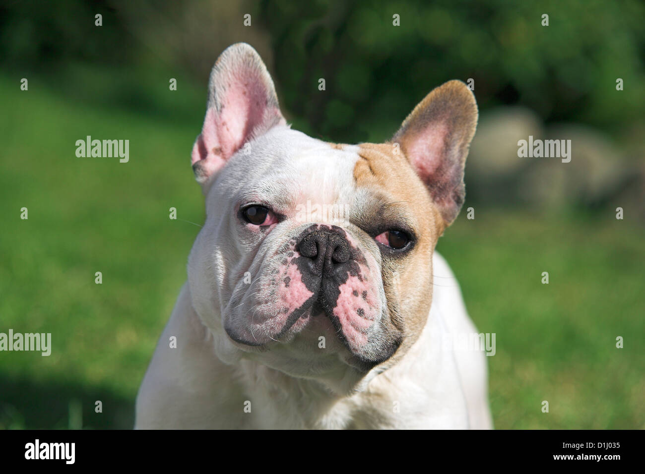 Portrait of French Bulldog Stock Photo