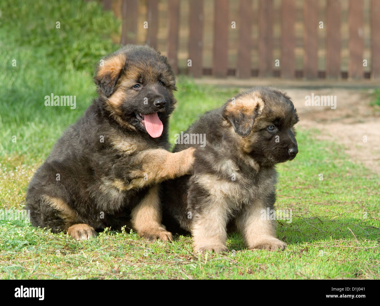 German Shepherd puppies in the grass Stock Photo