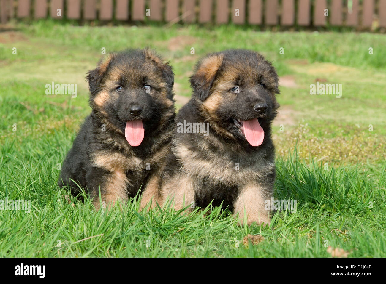german shepherd dog and puppy