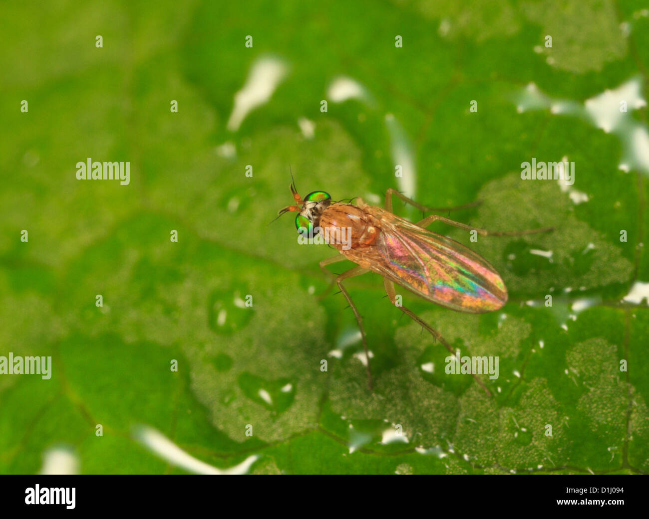 Long legged fly (Gymnopternus flavus) Stock Photo