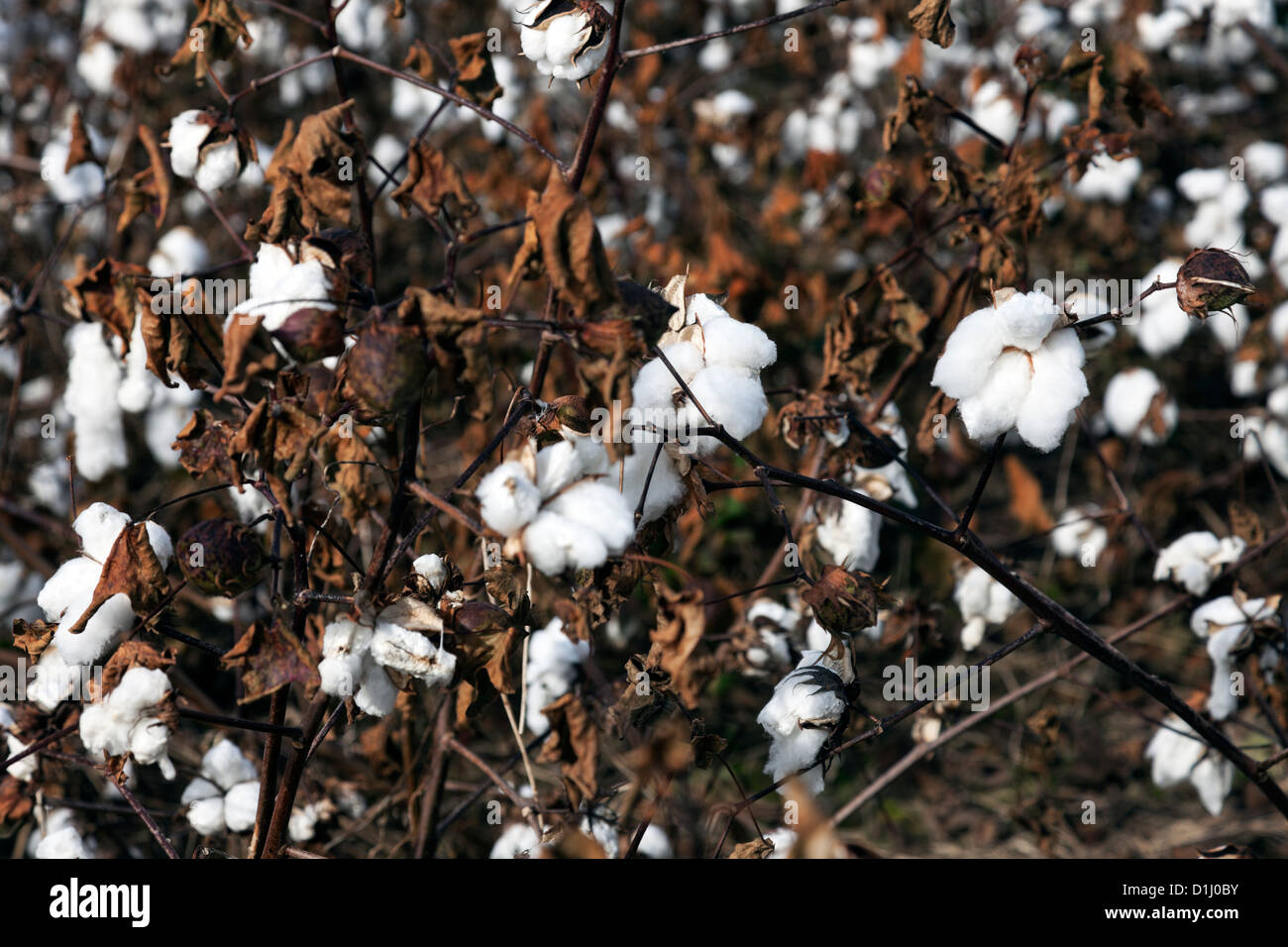 Cotton field in Virginia. Seen during the fall Stock Photo - Alamy