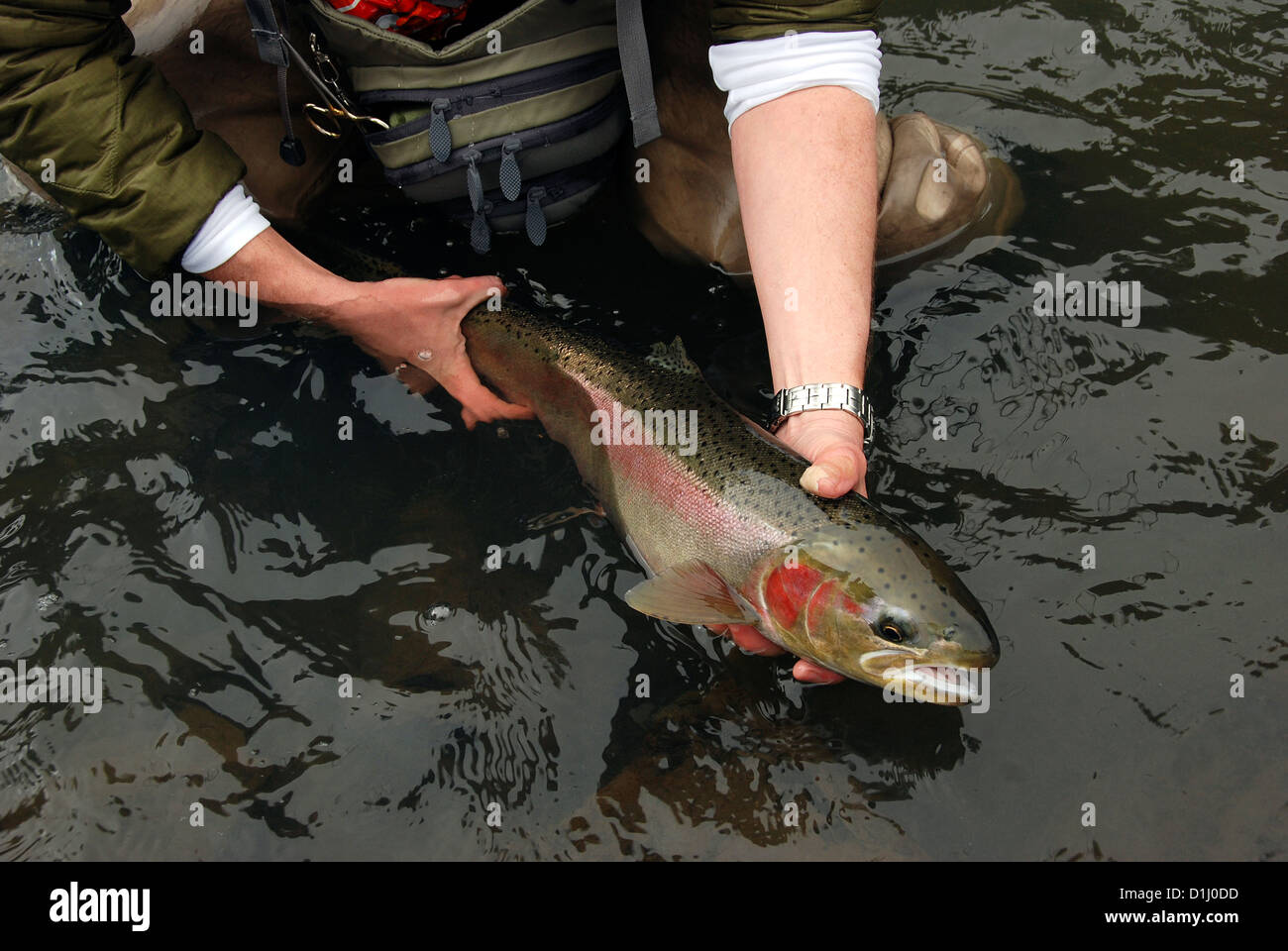 Successful fisherman with a steelhead trout, Grande Ronde River, Oregon. Stock Photo