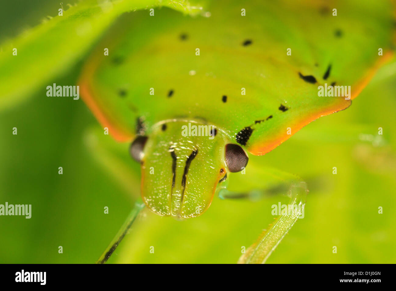 Green stink bug adult (Chinavia hilaris) Stock Photo