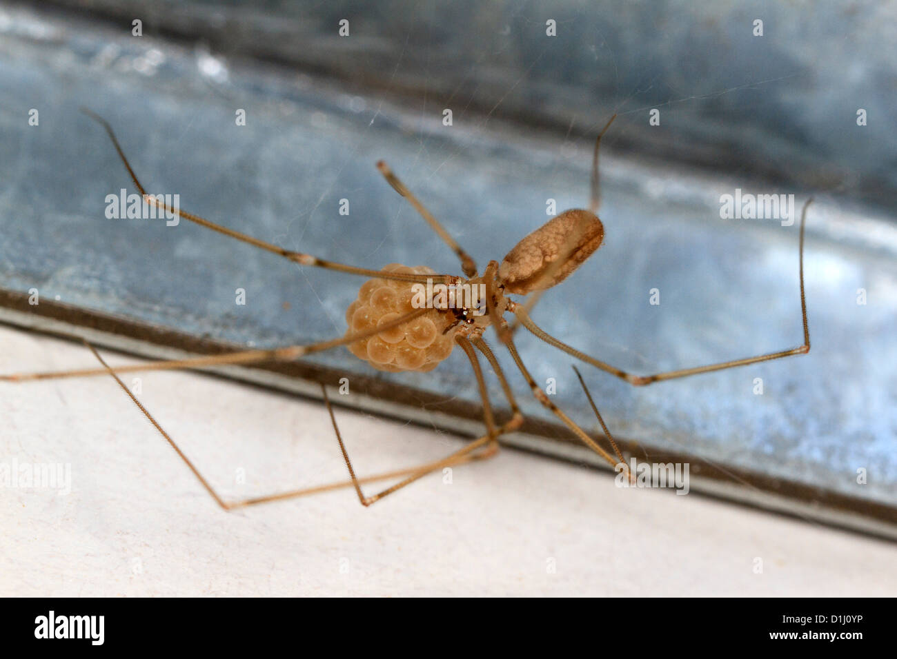 Female cellar spider with egg sac (Pholcus phalangioides) Stock Photo