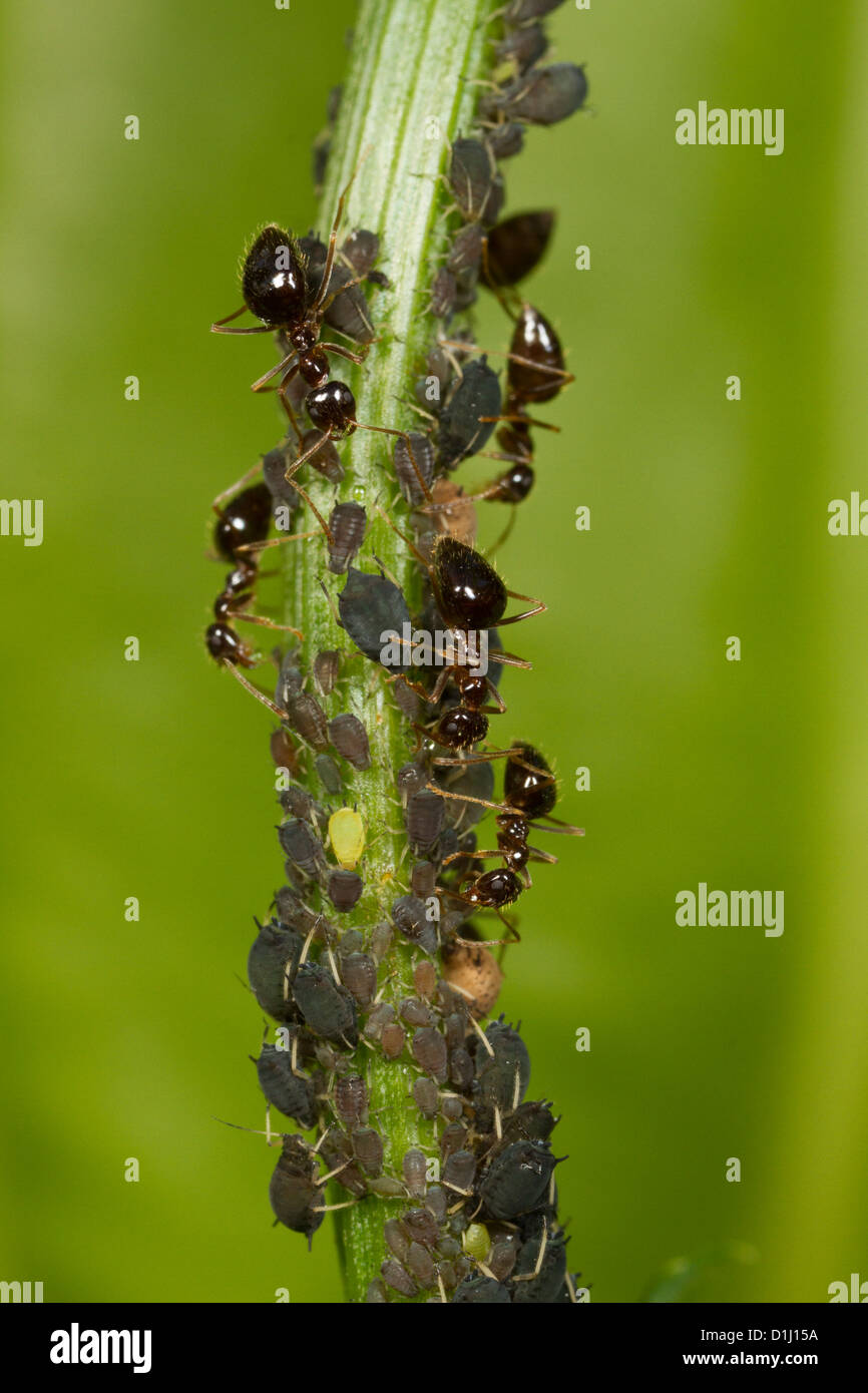 Winter ants tending to aphids as a food source Stock Photo Alamy