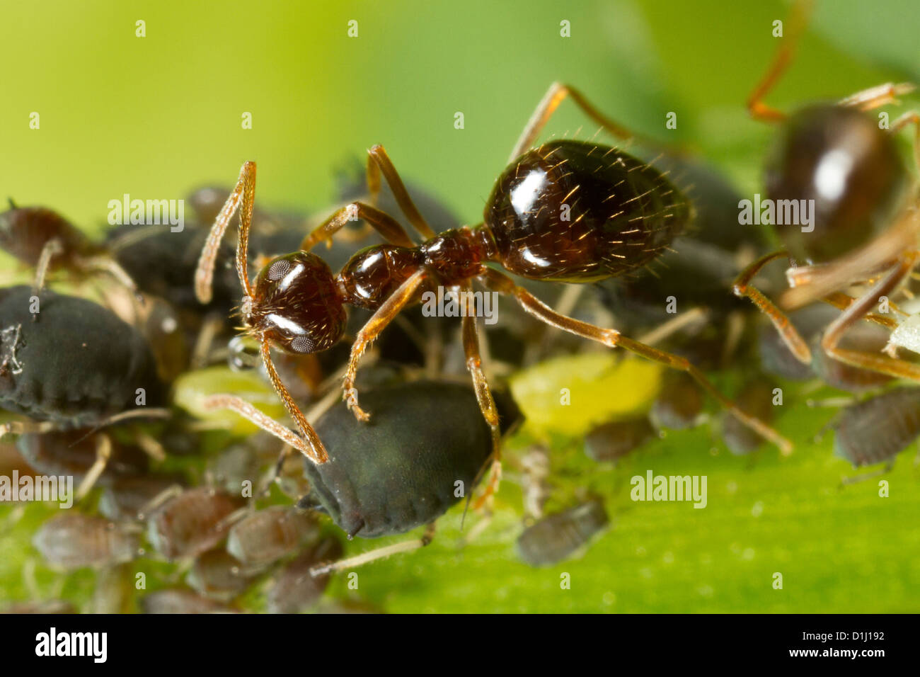 Winter ants tending to aphids as a food source Stock Photo Alamy