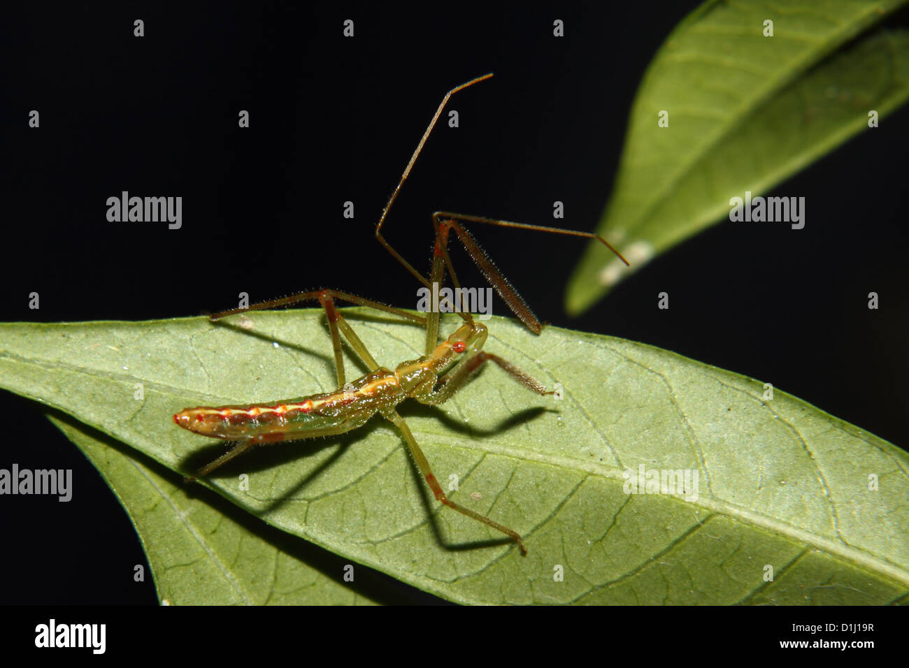 A green assassin bug nymph crawls along a leaf Stock Photo