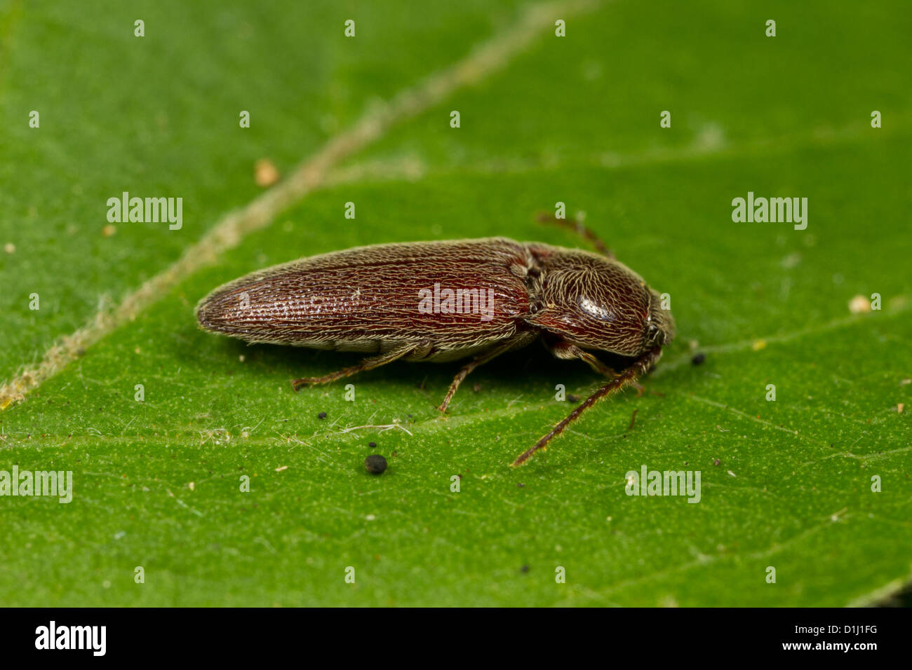 Click beetle (Melanotus sp.) Stock Photo