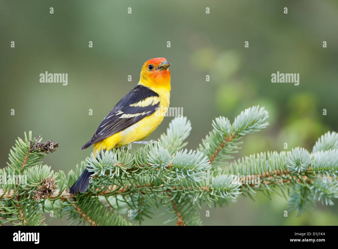 Western Tanager perched in Spruce birds bird songbird songbirds Ornithology Science Nature Wildlife Environment tanagers Stock Photo