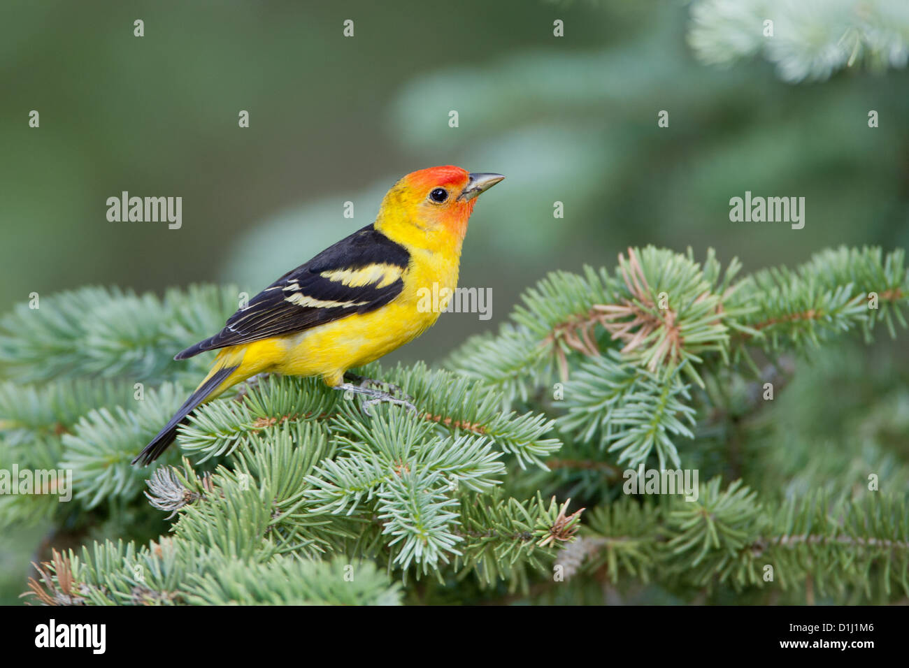 Western Tanager perched in Spruce birds bird songbird songbirds Ornithology Science Nature Wildlife Environment tanagers Stock Photo
