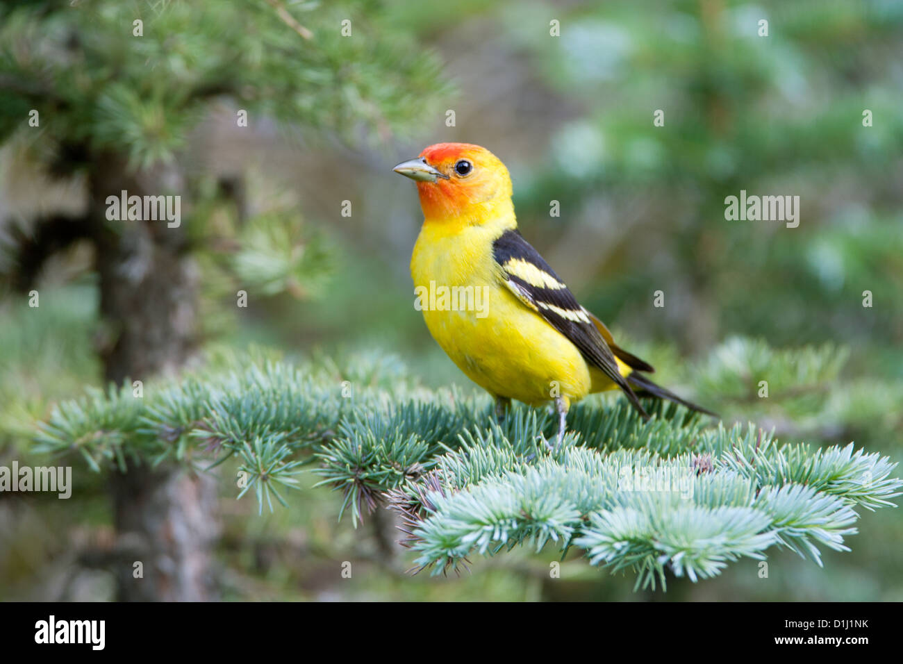 Western Tanager perching in Spruce birds bird songbird songbirds Ornithology Science Nature Wildlife Environment tanagers Stock Photo