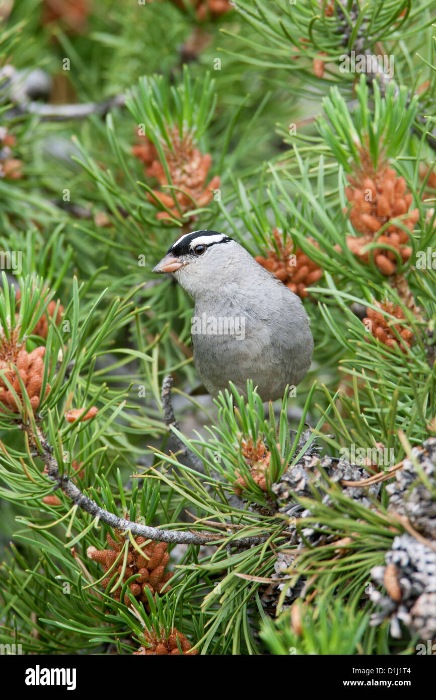 White-winged Sparrow birds bird songbird songbirds Ornithology Science Nature Wildlife Environment sparrows vertical Stock Photo