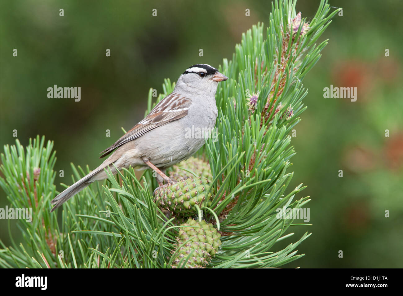 White-winged Sparrow birds bird songbird songbirds Ornithology Science Nature Wildlife Environment sparrows Stock Photo