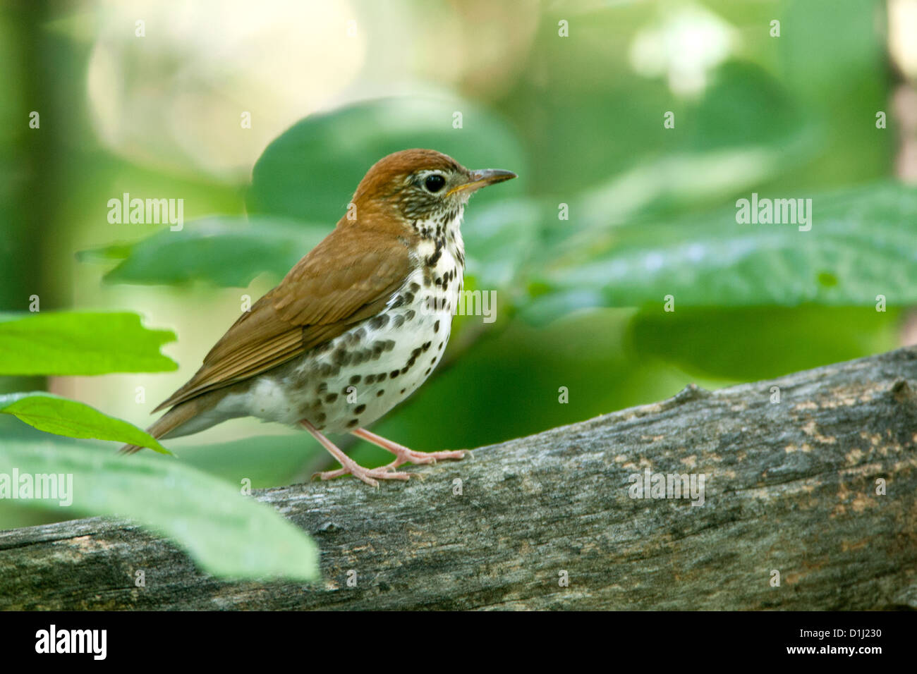 Wood Thrush birds bird songbird songbirds Ornithology Science Nature Wildlife Environment thrushes Stock Photo