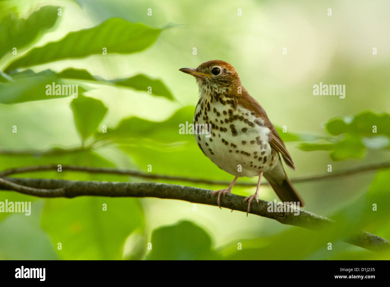Wood Thrush birds bird songbird songbirds Ornithology Science Nature Wildlife Environment thrushes Stock Photo