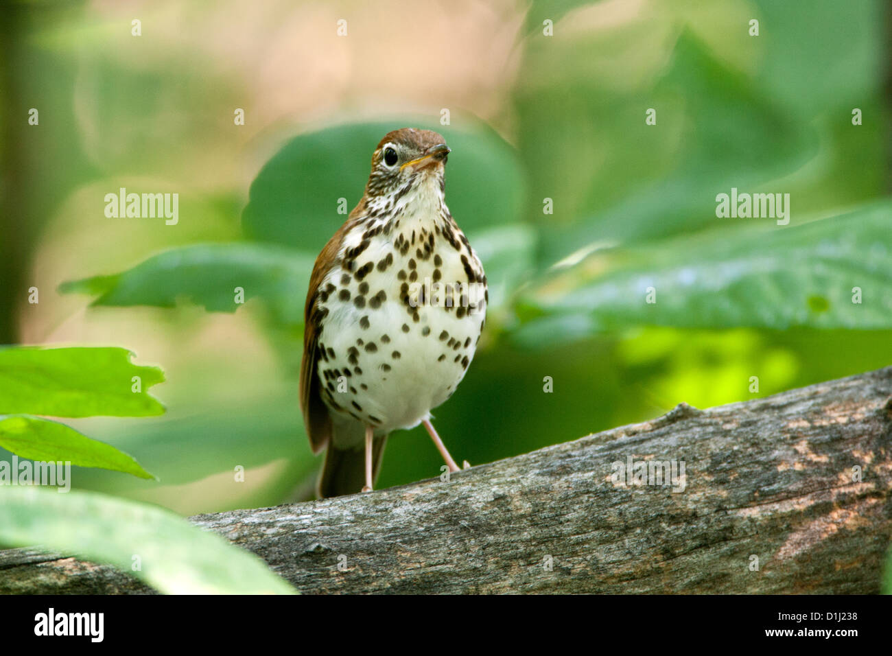 Wood Thrush birds bird songbird songbirds Ornithology Science Nature Wildlife Environment thrushes Stock Photo