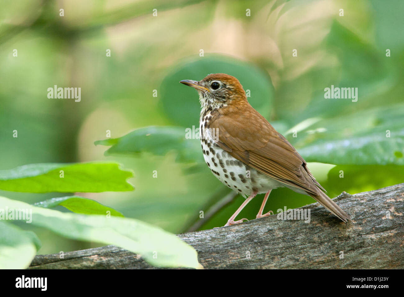 Wood Thrush perching birds bird songbird songbirds Ornithology Science Nature Wildlife Environment thrushes Stock Photo