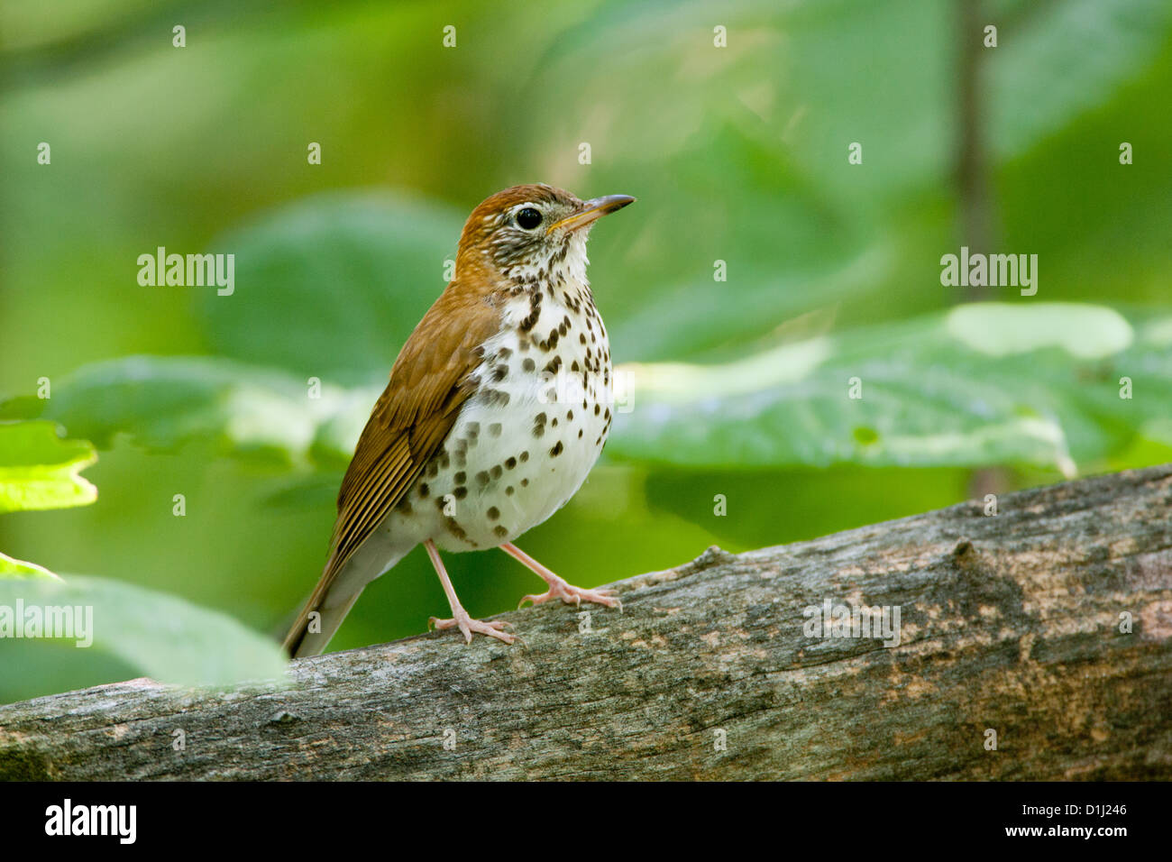 Wood Thrush perching birds bird songbird songbirds Ornithology Science Nature Wildlife Environment thrushes Stock Photo