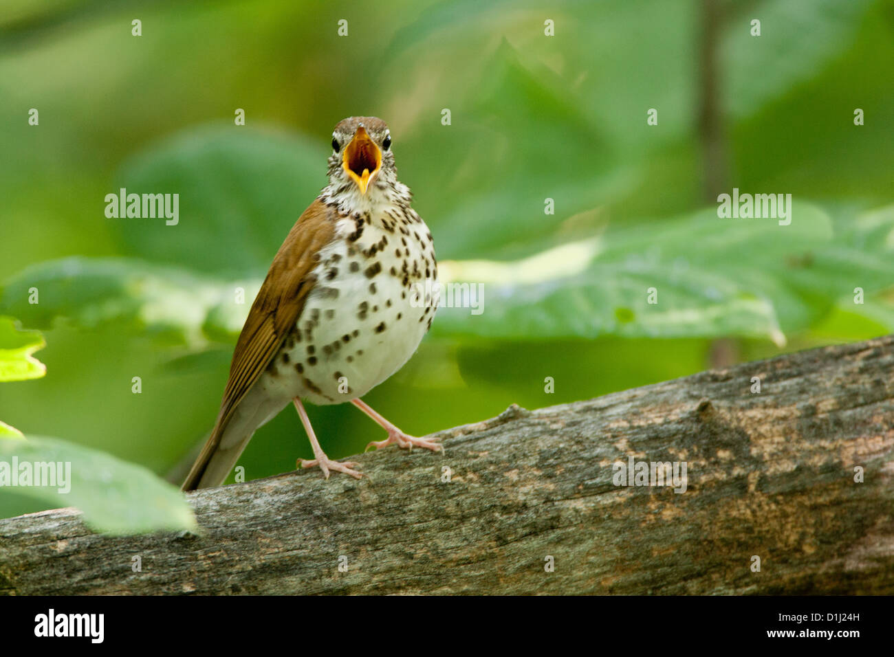 Wood Thrush singing birds bird songbird songbirds Ornithology Science Nature Wildlife Environment thrushes Stock Photo