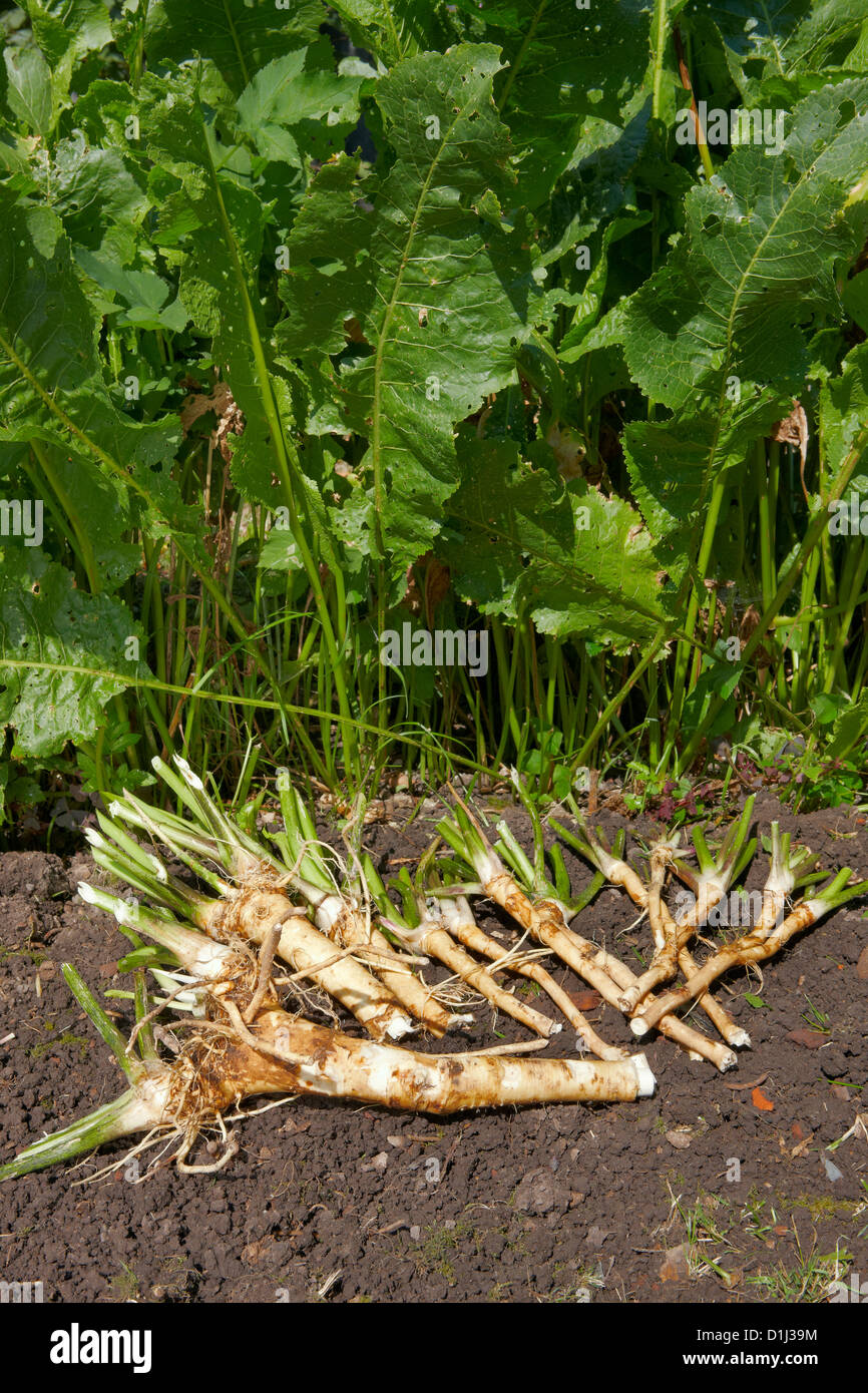 Harvested organically grown Horseradish, root vegetable used as a spice