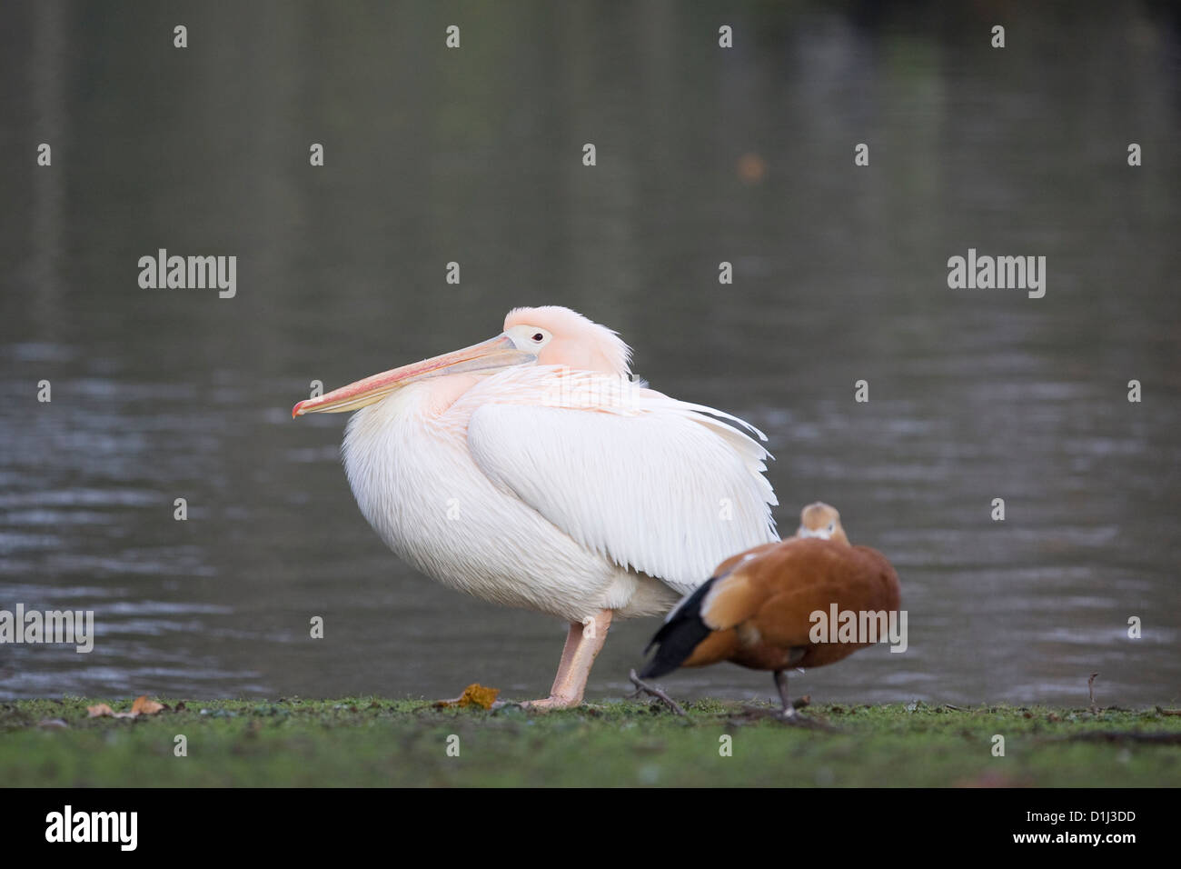 pelicans on the lake in London England American White Pelican Great White Pelican Pelecanus onocrotalus Stock Photo