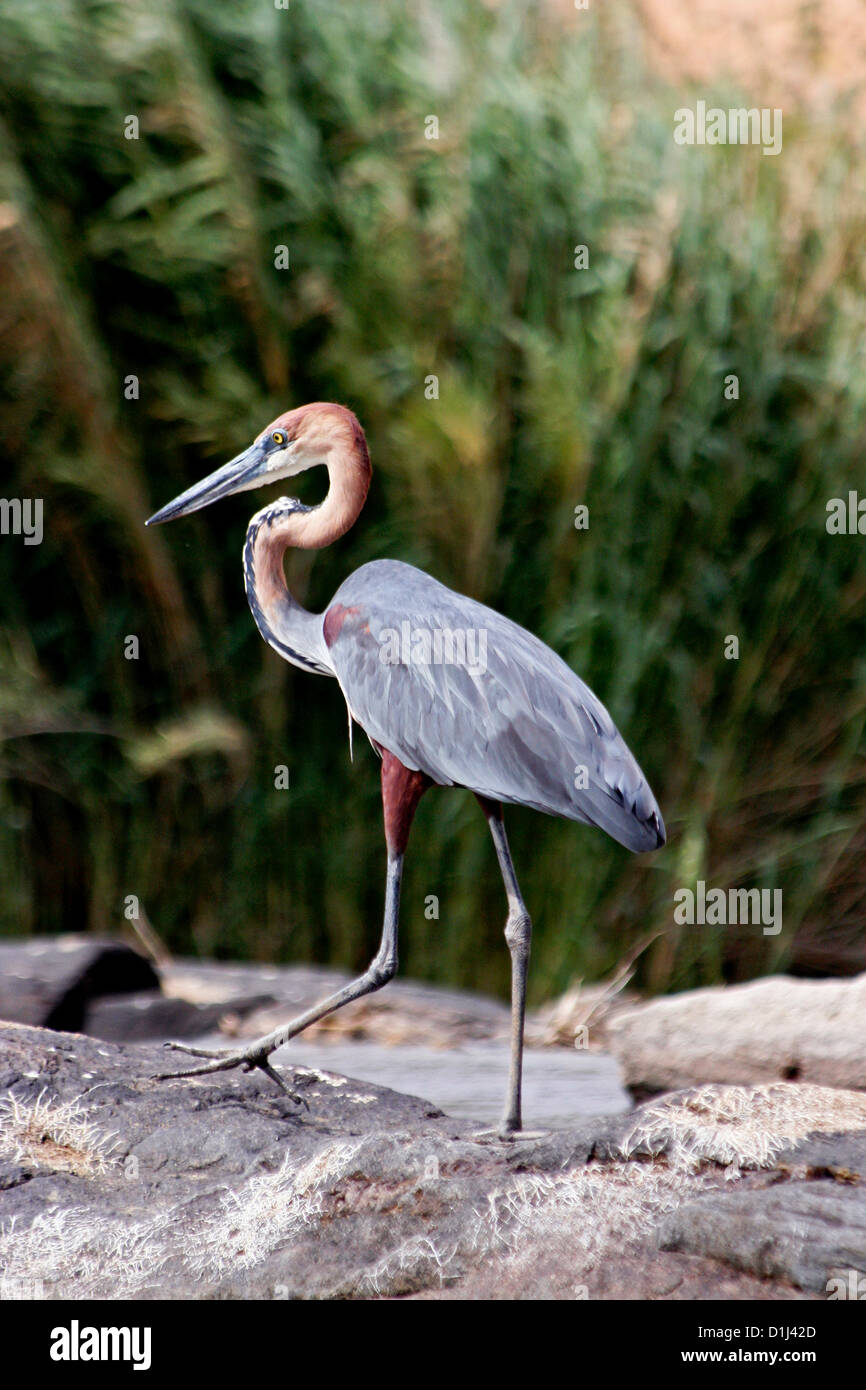 A Goliath heron on the Kunene River, Northern Namibia Stock Photo