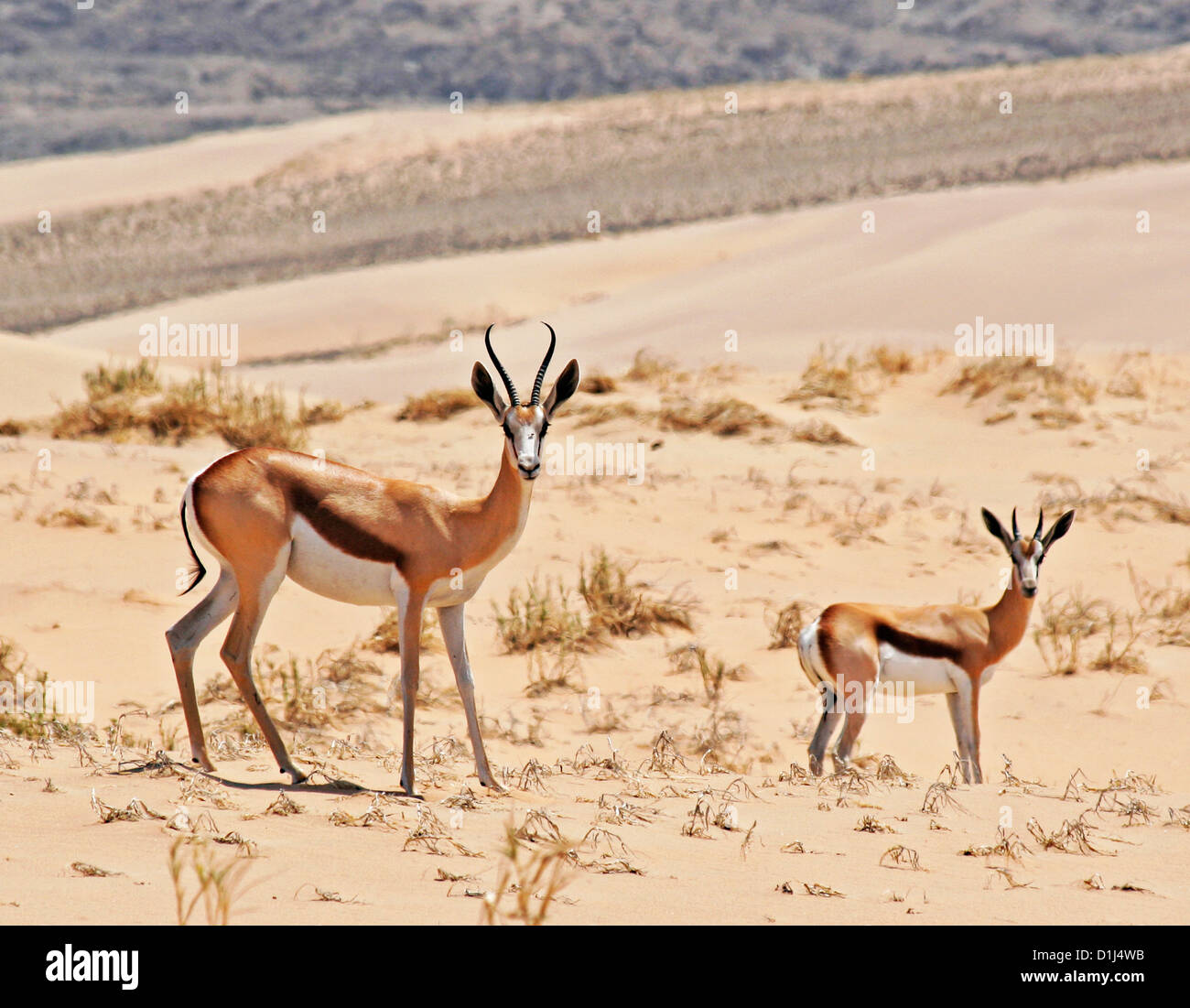 Springboks in the Hartman Mountains, Kunene Region, Northern Namibia Stock Photo