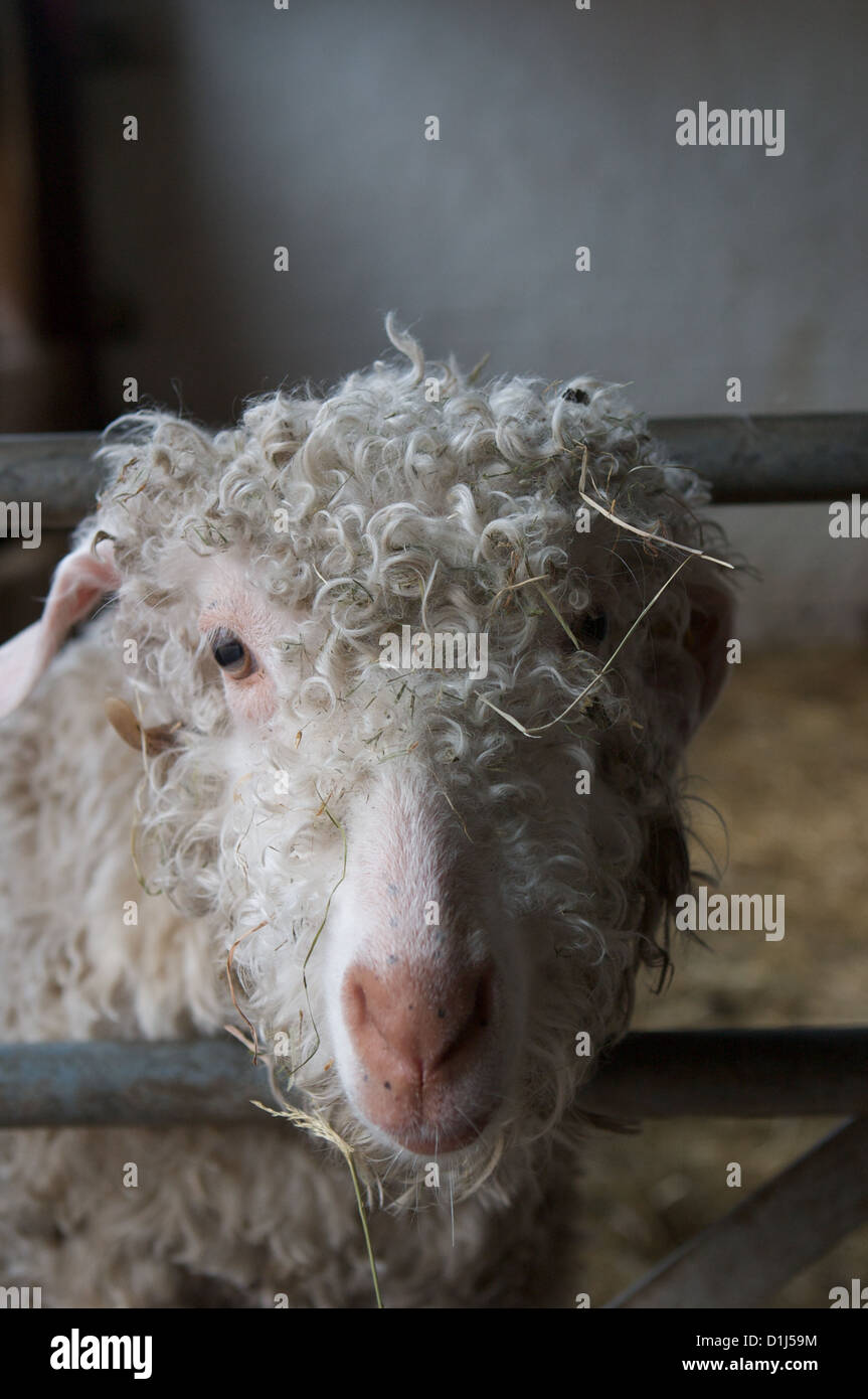 An angora goat, one of the many rare breed farm animals that live at Home Farm, Tatton Park, Knutsford, Cheshire Stock Photo