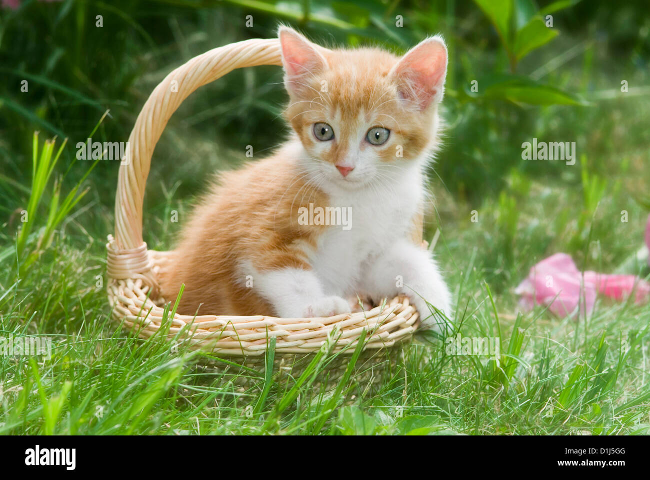 Outdoor portrait of cute young domestic cat Stock Photo - Alamy
