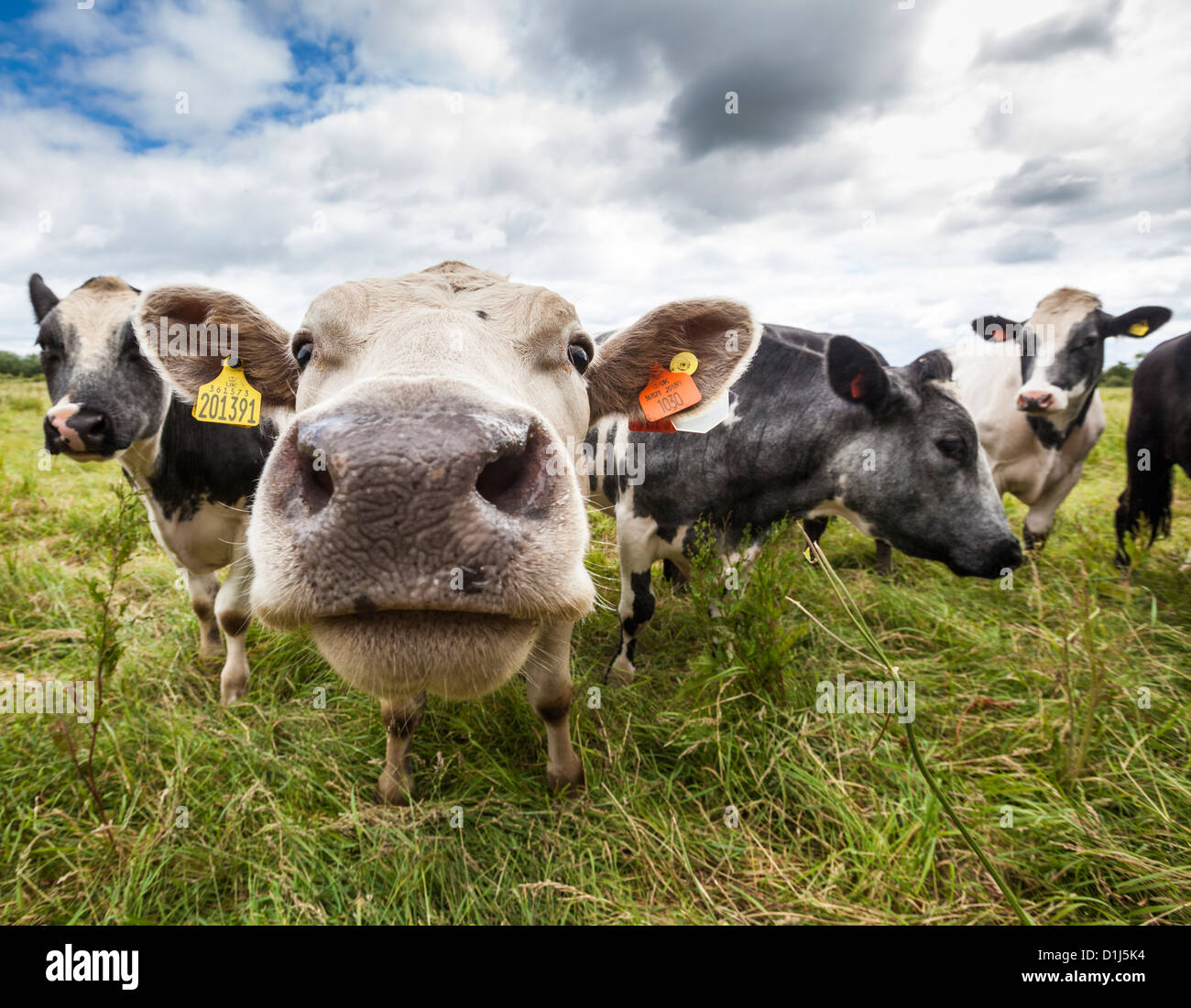 Close up of a herd of curious Cows Stock Photo