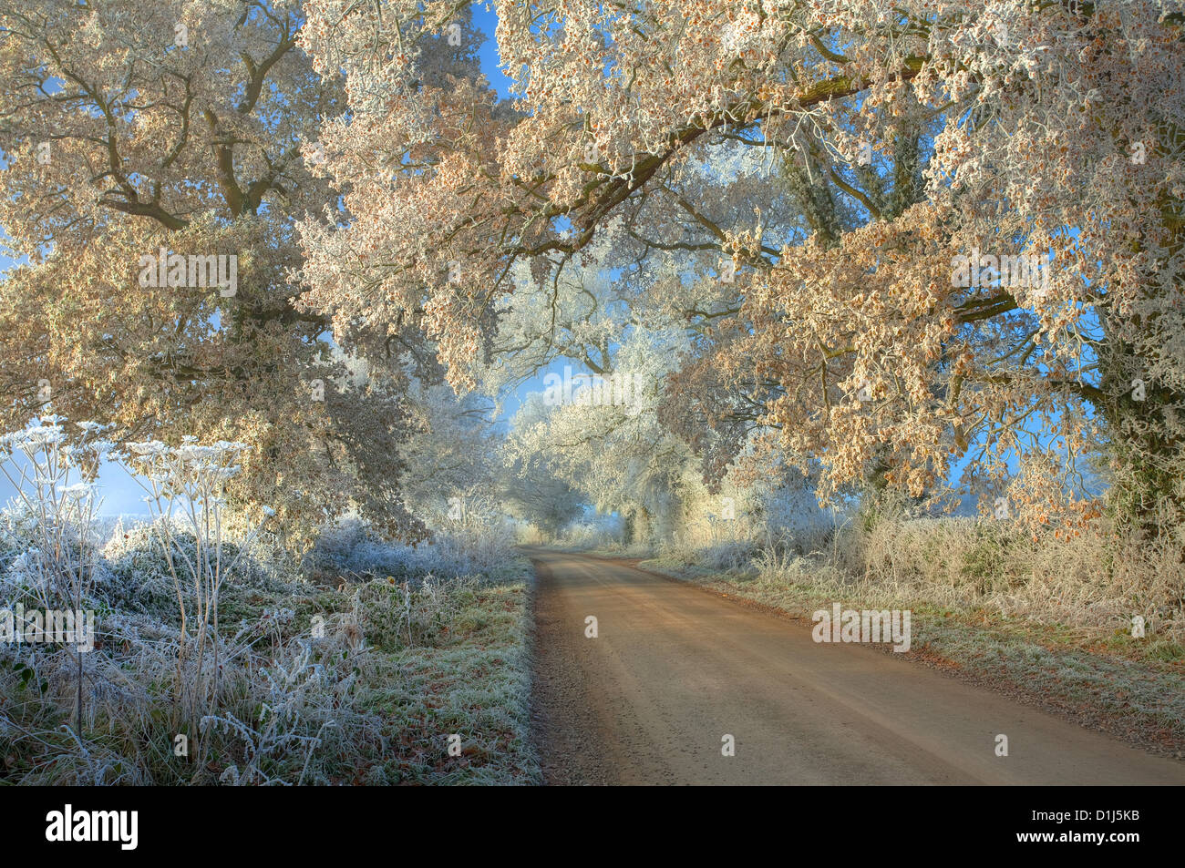 Hoar frost on trees, Cotswolds, Gloucestershire, England. Stock Photo
