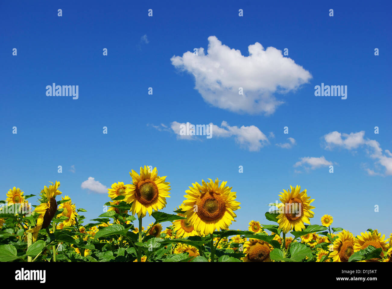 sunflower field over cloudy blue sky Stock Photo - Alamy