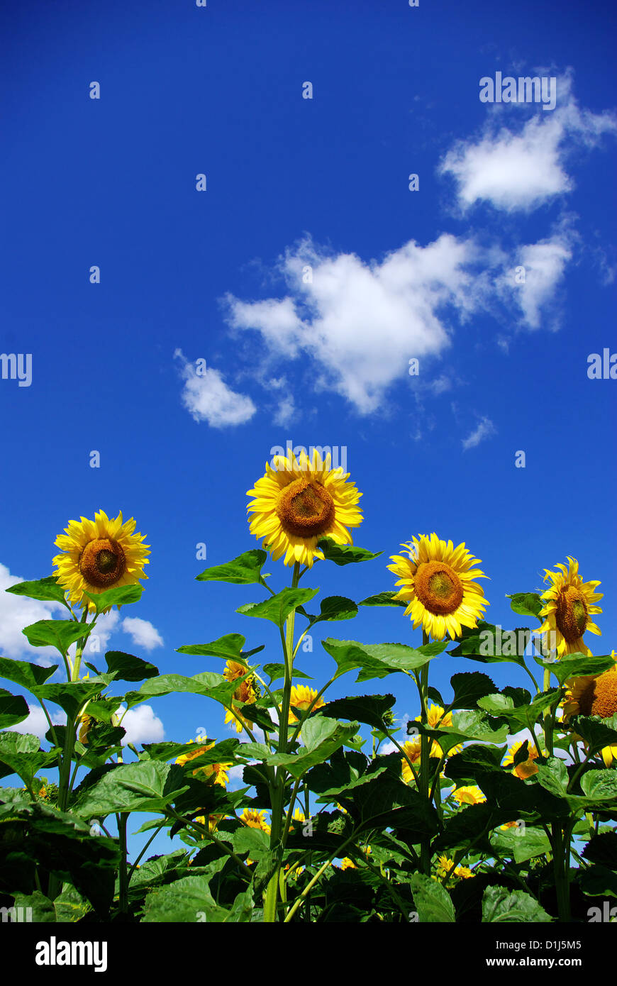 sunflower field over cloudy blue sky Stock Photo - Alamy