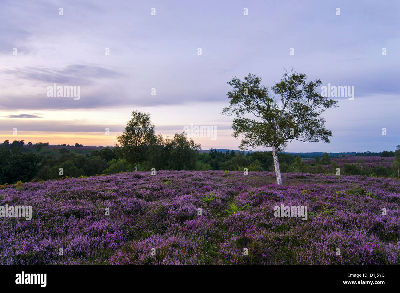 Late summer heather in bloom at Rockford Common in the New Forest Stock Photo