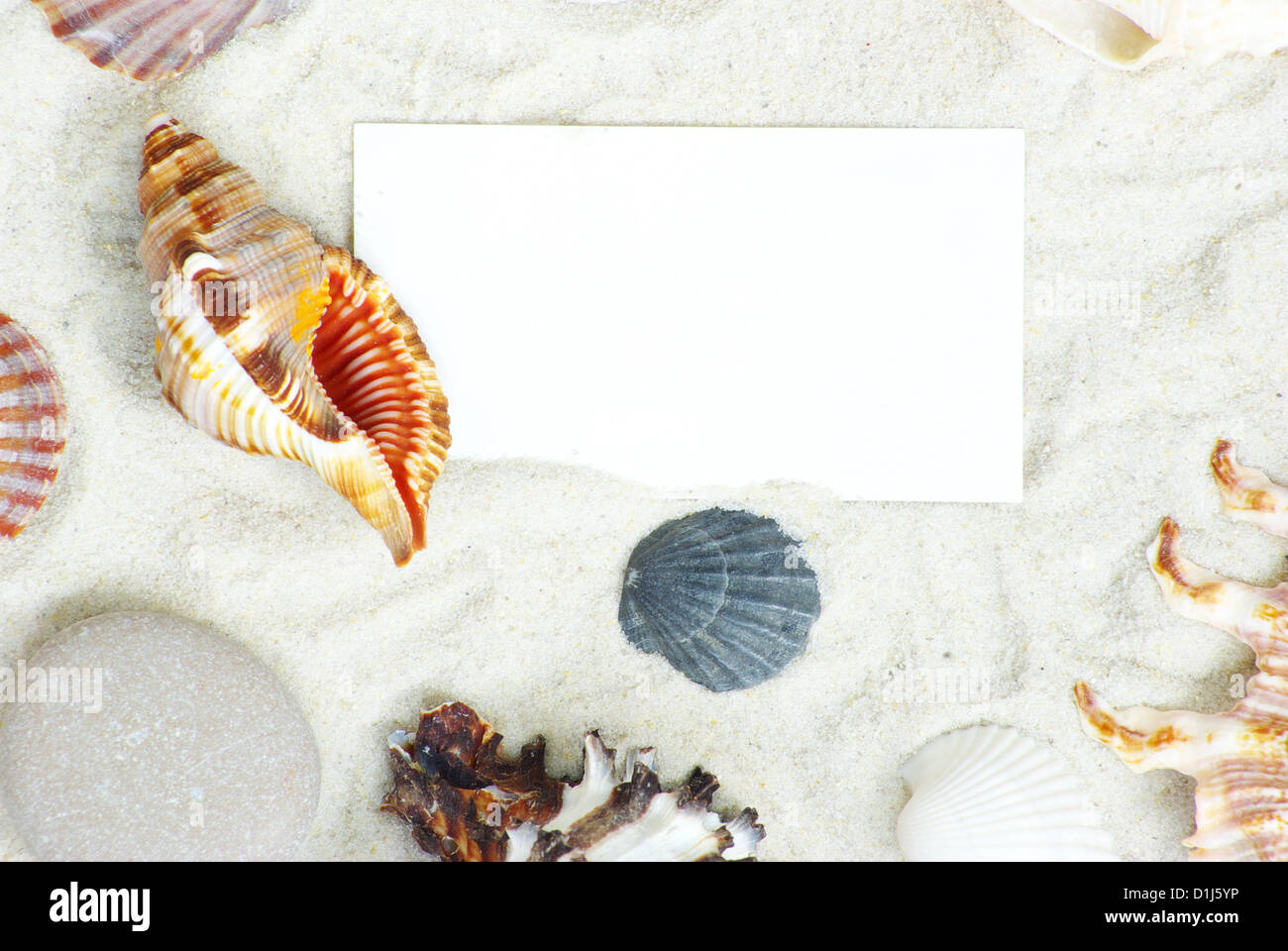 sea stars and shells an blank postcard on sands Stock Photo