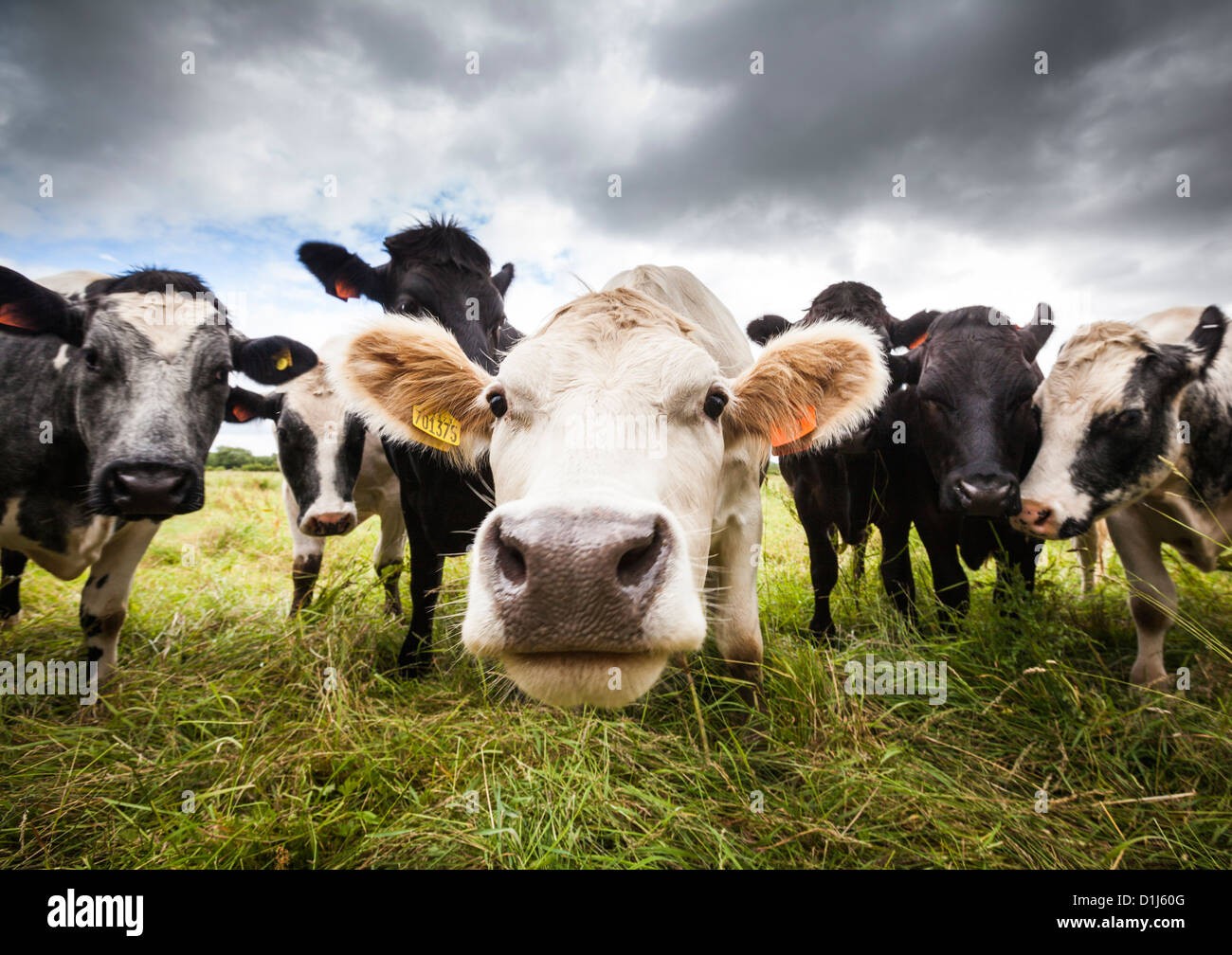 Distorted cow nose hi-res stock photography and images - Alamy