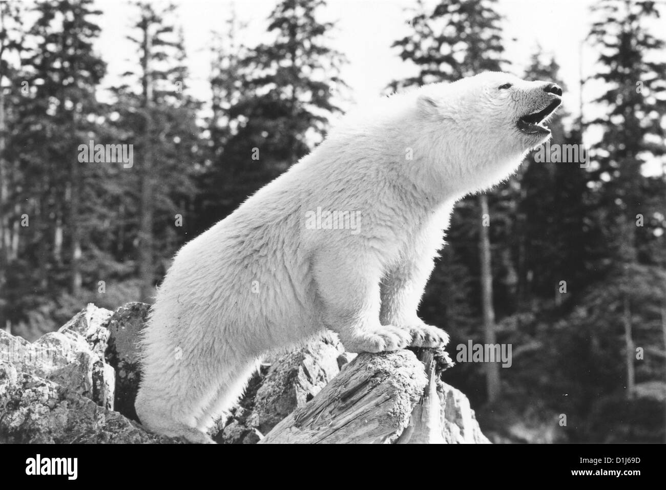 Alaska Die Spur Des Polarbren