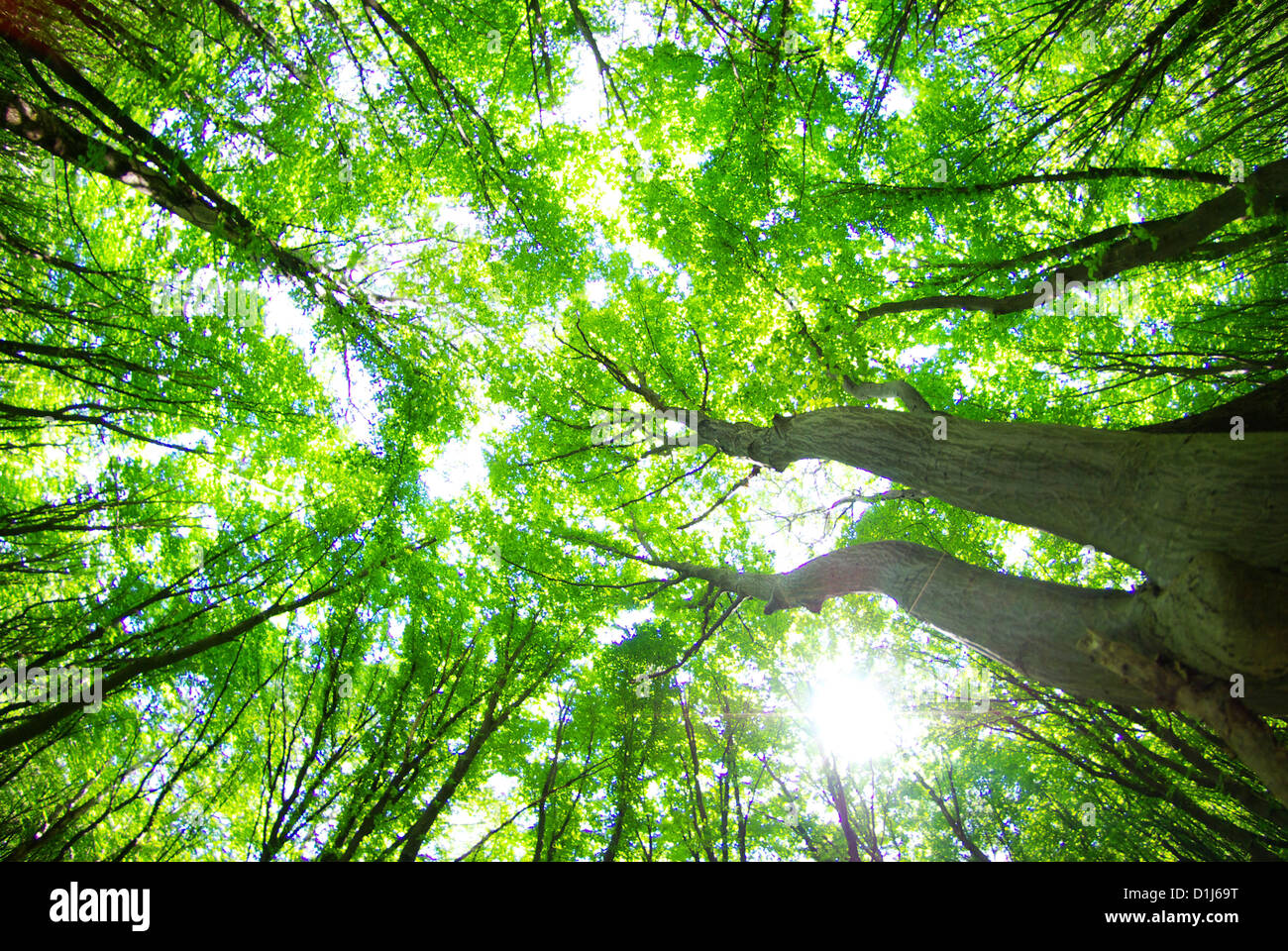 Early morning sun in the green forest Stock Photo - Alamy