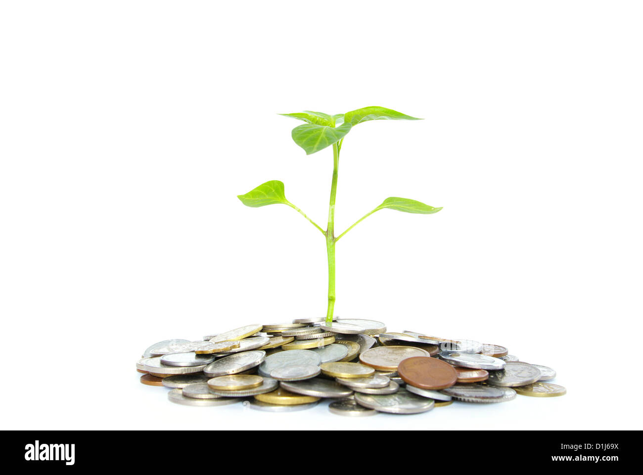 plant in coins isolated on white background Stock Photo - Alamy