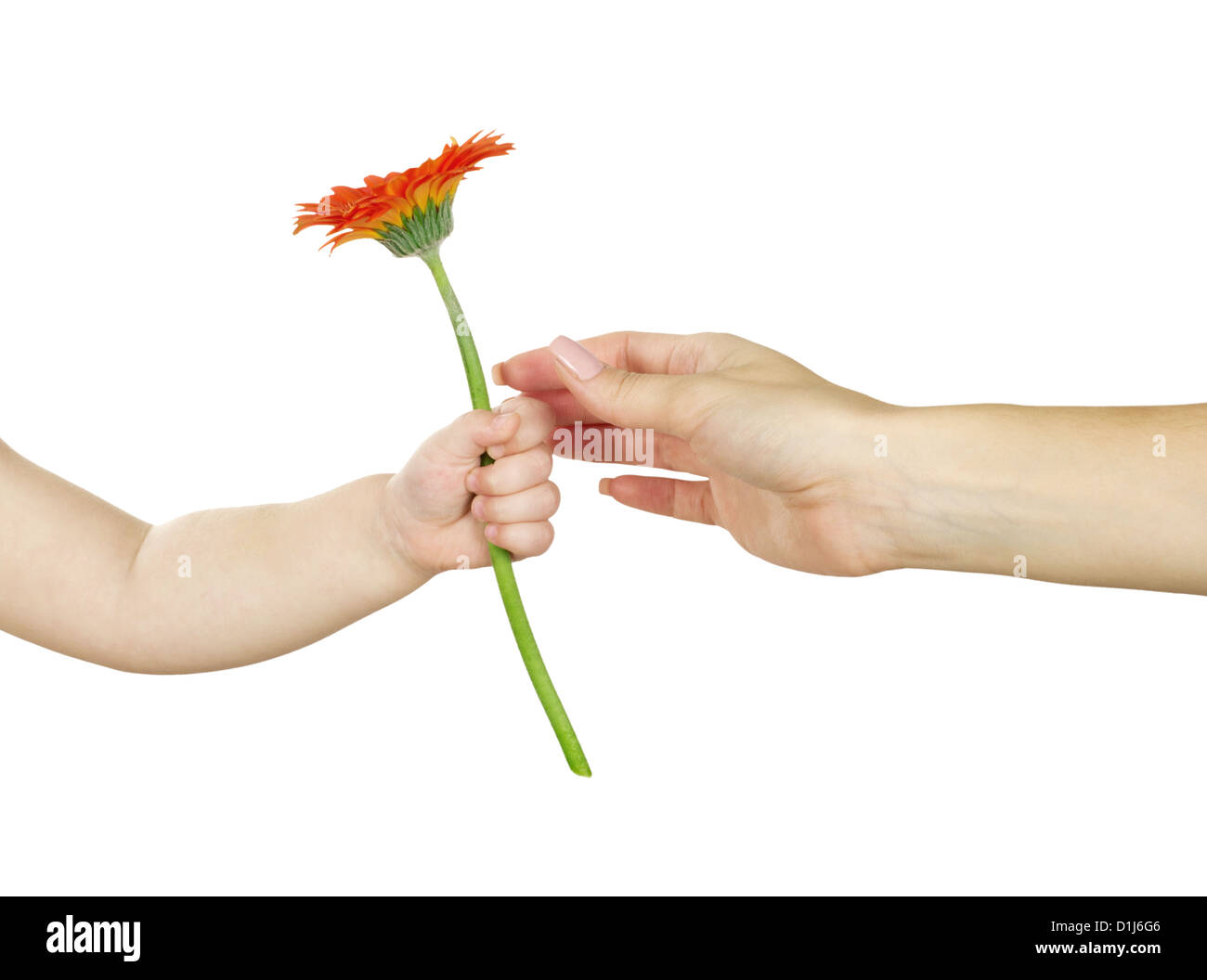 baby hand holding red gerber daisy isolated on white Stock Photo - Alamy