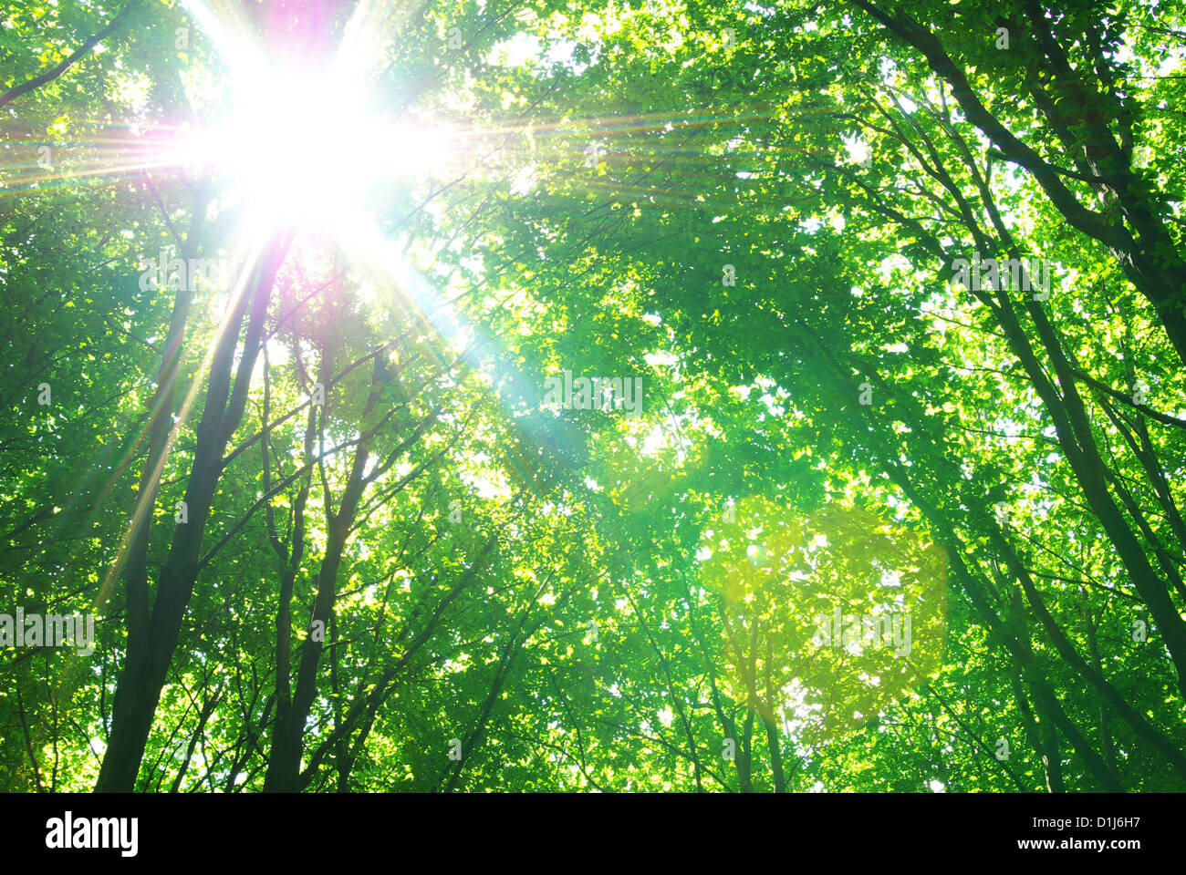 Early morning sun in the green forest Stock Photo - Alamy
