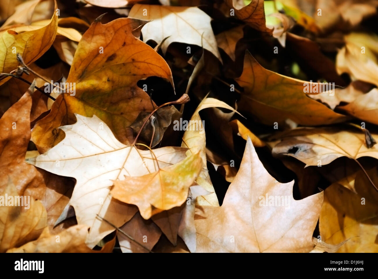 Autumn leaves frame background Stock Photo - Alamy