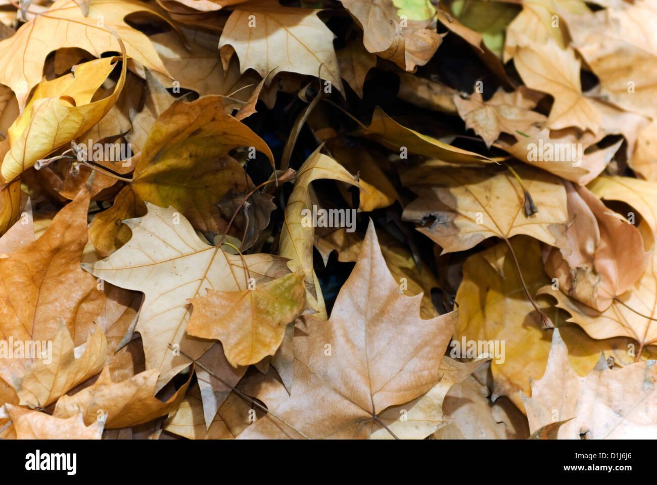 Autumn leaves frame background Stock Photo - Alamy