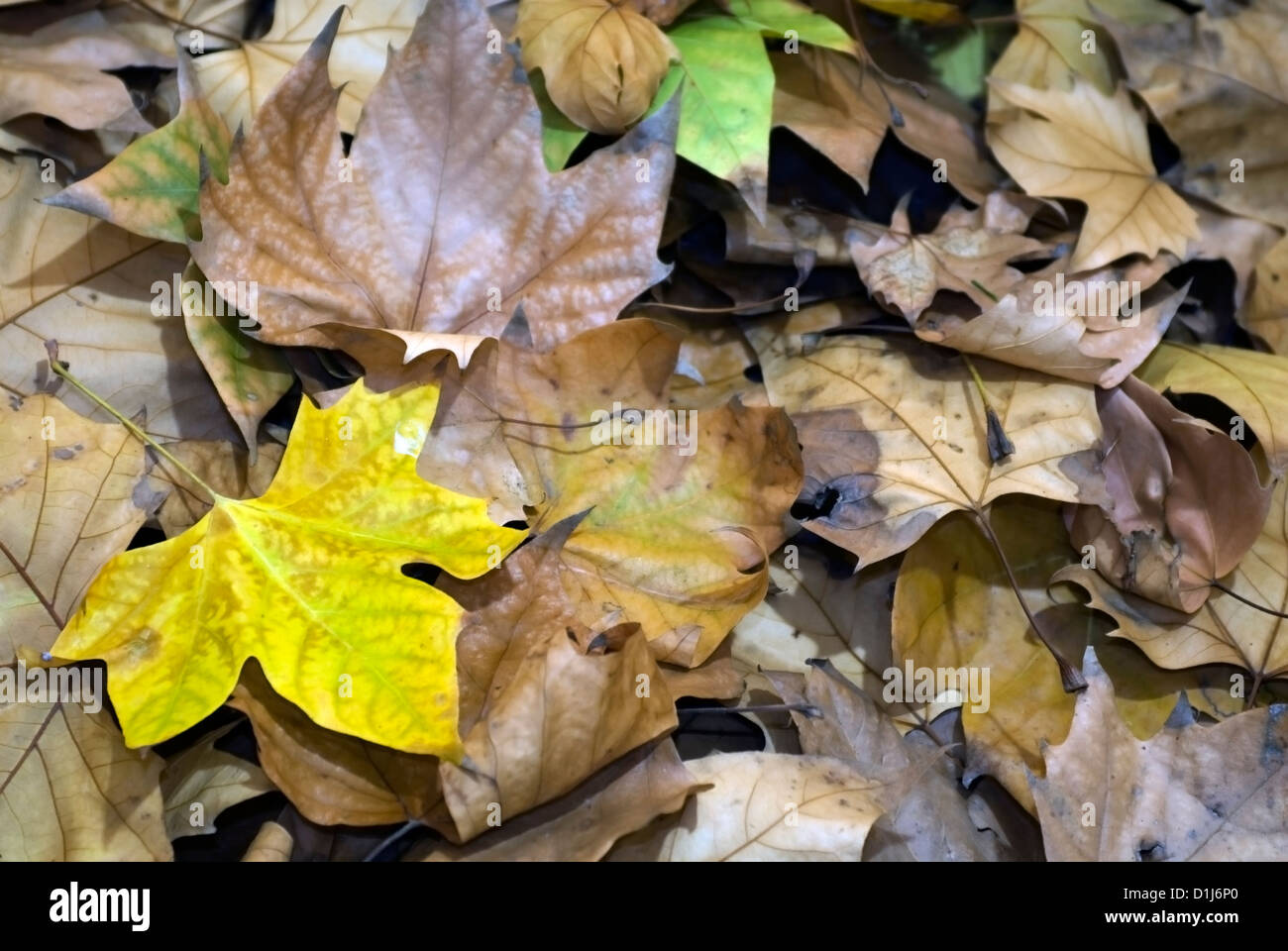 Autumn leaves frame background Stock Photo - Alamy