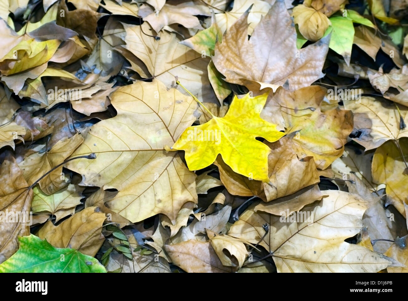 Autumn leaves frame background Stock Photo - Alamy